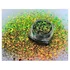 Chameleon chunky glitter 04