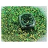 Chameleon chunky glitter 09